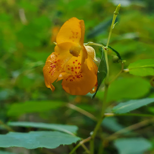 State Park «Cochituate State Park», reviews and photos, 43 Commonwealth Rd, Natick, MA 01760, USA