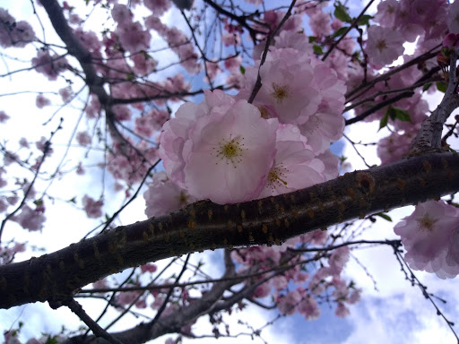 Athletic Field «Schoellkopf Field», reviews and photos, 513 Campus Rd, Ithaca, NY 14850, USA