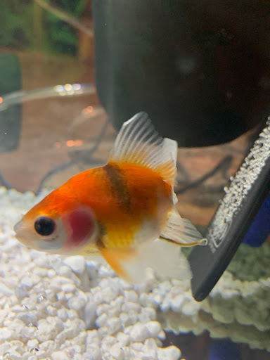 Pet Store «Fins And Feathers», reviews and photos, 222 Willow Ave, Honesdale, PA 18431, USA