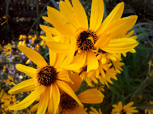 Museum «Atlanta History Center», reviews and photos, 130 West Paces Ferry Rd NW, Atlanta, GA 30305, USA