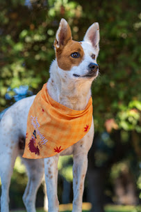 The Pet'ographer - Photo 3 - Car repair in Arroyo Grande, CA, Santa Maria