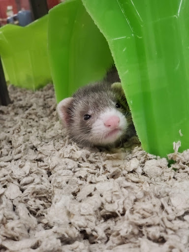 Pet Supply Store «Petco Animal Supplies», reviews and photos, 187 Stonebrook Pl, Jackson, TN 38305, USA