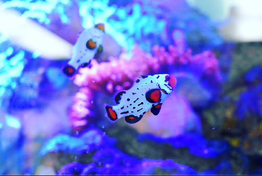 Pet Store «Woofs & Waves», reviews and photos, 5426 Arrowhead Pkwy E, Sioux Falls, SD 57110, USA