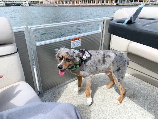 Pet Store «Wag Natural Pet Market & Grooming Tampa», reviews and photos, 304 E Davis Blvd, Tampa, FL 33606, USA