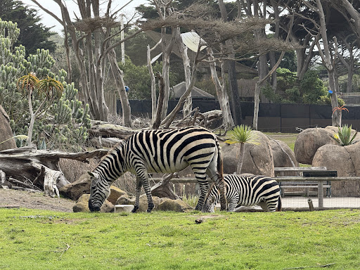 San Francisco Zoo