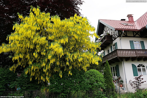 Josef Köpf Tierarzt unter Oberammergau, Bayern