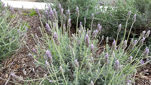 Book Store «Occidental College Bookstore», reviews and photos, 1600 Campus Rd, Los Angeles, CA 90041, USA