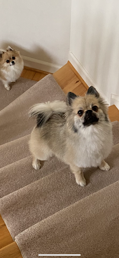 Pet Supply Store «PetSmart», reviews and photos, 5154 Nicholson Ln, Kensington, MD 20895, USA