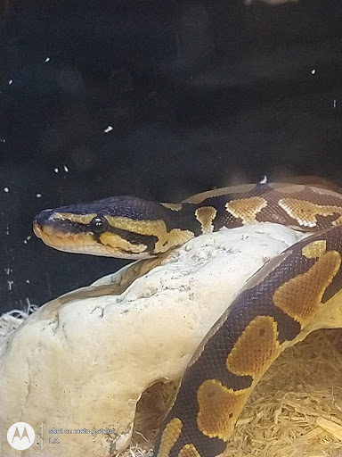 Pet Supply Store «Pet Supplies Plus», reviews and photos, 4405 Milestrip Rd, Blasdell, NY 14219, USA