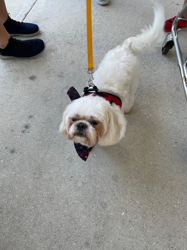 Pet Store «DipidyDawg Gourmet Dog Bakery & Boutique», reviews and photos, 21301 S Tamiami Trail Suite 430, Estero, FL 33928, USA