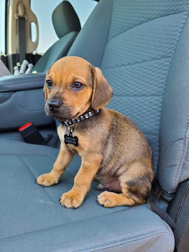 Pet Supply Store «PetSmart», reviews and photos, 2631 Beene Blvd, Bossier City, LA 71111, USA