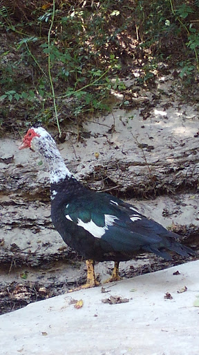 Park «Medal of Honor Park», reviews and photos, 1711 Hillcrest Rd, Mobile, AL 36609, USA