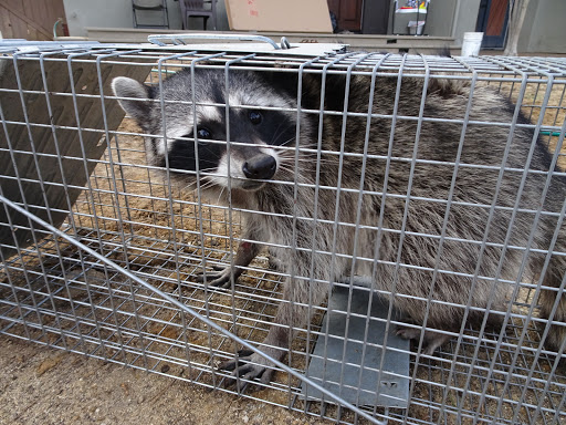 Fayetteville Raccoon Removal