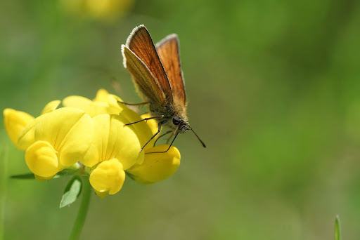 Park «Colby Lake Park», reviews and photos, 9715 Valley Creek Rd, Woodbury, MN 55125, USA