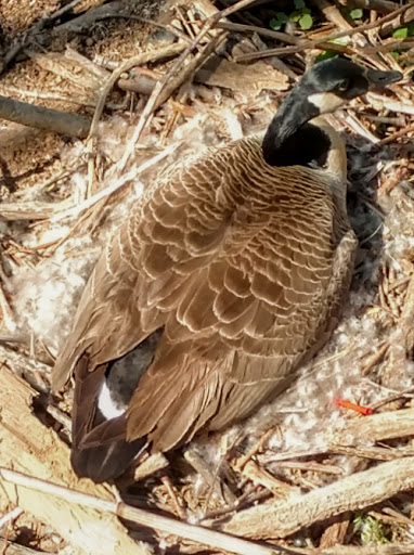 Nature Preserve «Glendale Shoals Preserve», reviews and photos, Emma Cudd Rd, Spartanburg, SC 29302, USA