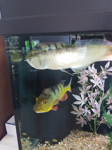 Tropical Fish Store «Optimum Aquarium», reviews and photos, 840 Ernest W Barrett Pkwy NW #700, Kennesaw, GA 30144, USA