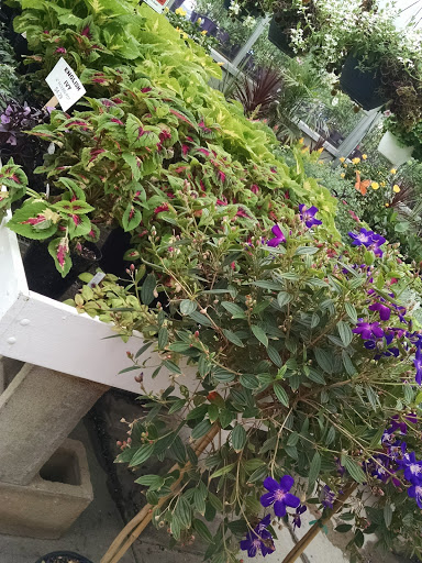 Florist «James Saunoris & Sons», reviews and photos, 6000 W 111th St, Chicago Ridge, IL 60415, USA