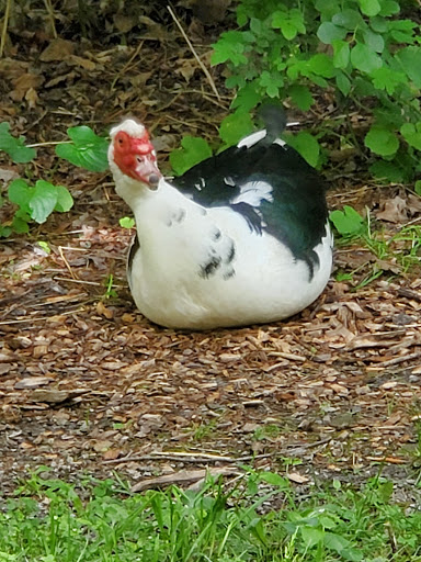 Zoo «Trevor Zoo at Millbrook School», reviews and photos, 282 Millbrook School Rd, Millbrook, NY 12545, USA