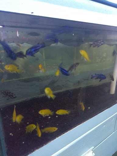 Pet Supply Store «D & D Pet Center», reviews and photos, 8813 Michigan Ave, Detroit, MI 48210, USA