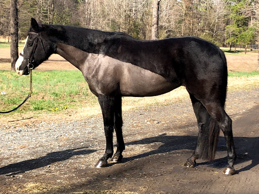 Charlotte Equestrian Club