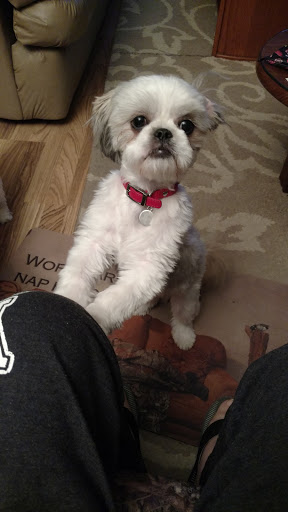 Pet Supply Store «Petco Animal Supplies», reviews and photos, 1087 State Route 28 A-b, Milford, OH 45150, USA