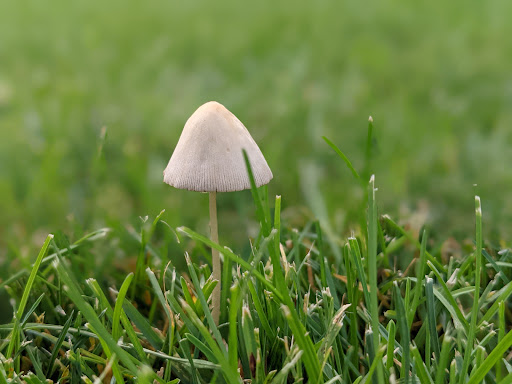 Golf Course «Highland National Golf Course», reviews and photos, 1403 Montreal Avenue, St Paul, MN 55116, USA