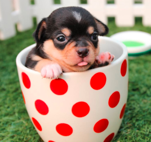 23911 SE Kent Kangley Rd, Maple Valley, WA 98038, USA