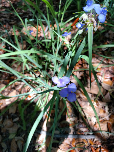 Park «Lake Rogers Park», reviews and photos, 9010 N Mobley Rd, Odessa, FL 33556, USA