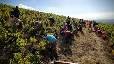 Domaine Sylvain Martel à Juliénas