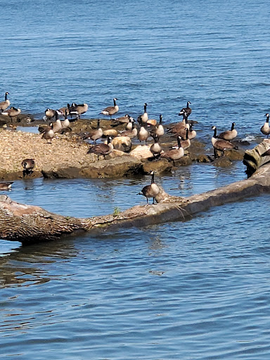 Museum «Havre De Grace Decoy Museum», reviews and photos, 215 Giles St, Havre De Grace, MD 21078, USA