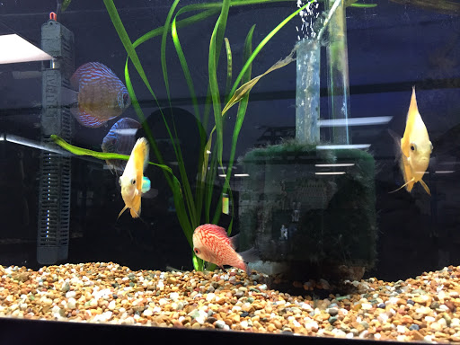Pet Store «Aviarium», reviews and photos, 3500 Gwinnett Pl Dr NW # 2, Duluth, GA 30096, USA