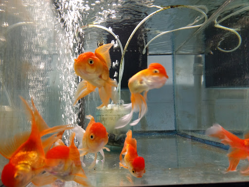 Pet Store «Forest Lake Pets», reviews and photos, 120 Lake St N, Forest Lake, MN 55025, USA