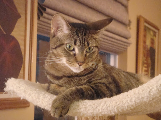 1614 W Wise Rd, Schaumburg, IL 60193, USA