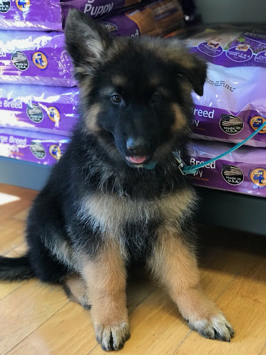 Pet Store «Puppy City», reviews and photos, 3343 Valley Pike, Winchester, VA 22602, USA