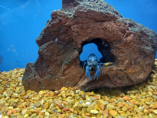 Pet Supply Store «Petco Animal Supplies», reviews and photos, 1207 S Caraway Rd, Jonesboro, AR 72401, USA