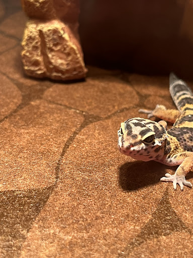 Pet Supply Store «PetSmart», reviews and photos, 9905 E Independence Blvd, Matthews, NC 28105, USA