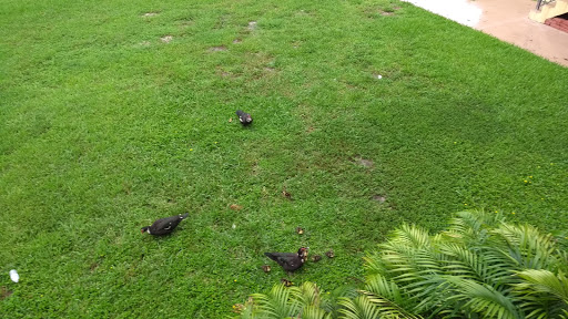 Golf Course «The Bridges at Springtree Golf Club», reviews and photos, 8150 Springtree Dr, Sunrise, FL 33351, USA