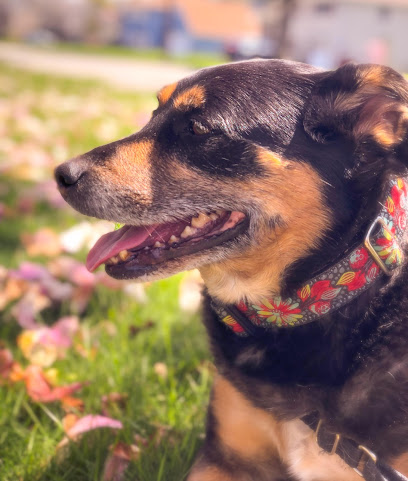 North Jersey Pet Sitters LLC