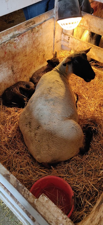 Sattler Farm Lamb