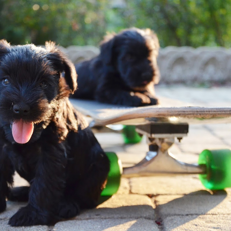 OndeNere • Allevamento di Schnauzer