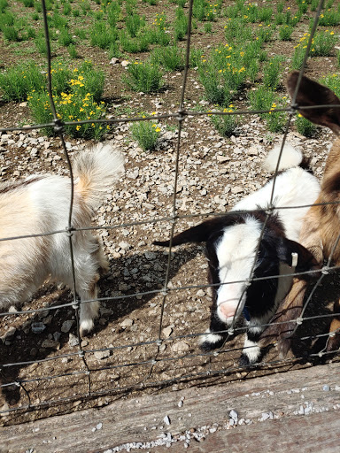 Tourist Attraction «Lucky Ladd Farms», reviews and photos, 4374 Rocky Glade Rd, Eagleville, TN 37060, USA