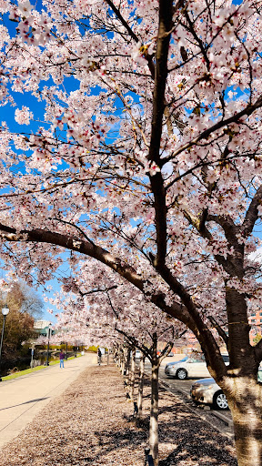 Cookie Shop «Insomnia Cookies», reviews and photos, 367 S Main St, Akron, OH 44308, USA