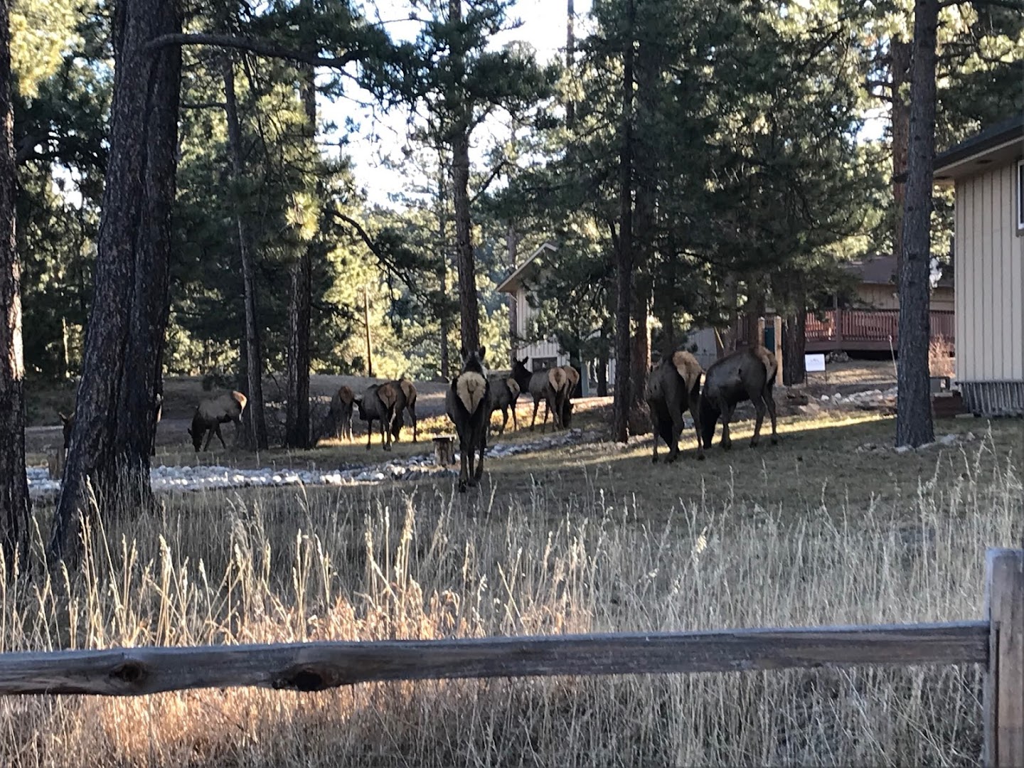 Mountain Parks Veterinary Hospital