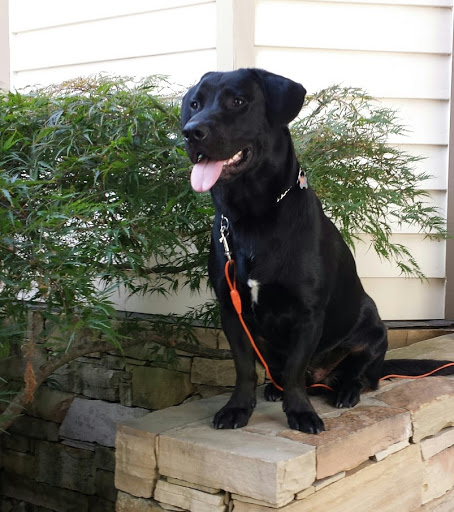 Pet Supply Store «PetSmart», reviews and photos, 3101 Market Center Drive, Morrisville, NC 27560, USA