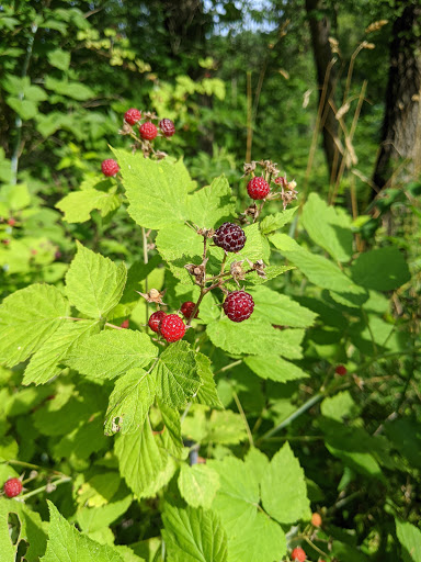 Nature Preserve «Scio Woods Preserve», reviews and photos, Scio Church Rd, Ann Arbor, MI 48103, USA