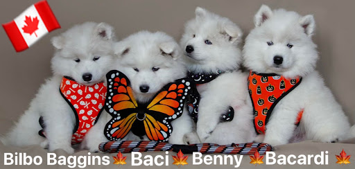 Lunalerique Samoyeds Kennel