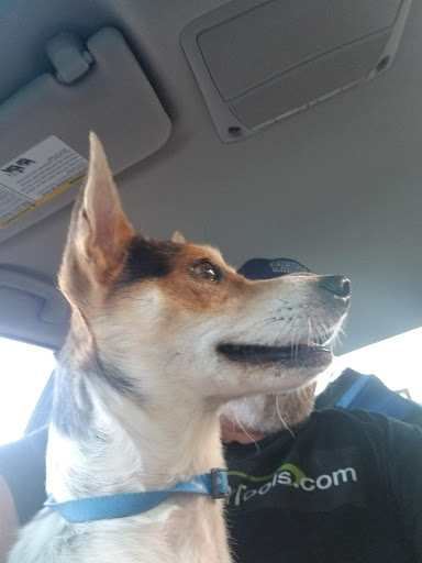 Pet Supply Store «Pet Supplies Plus», reviews and photos, 1704 Greenville Ave, Dallas, TX 75206, USA