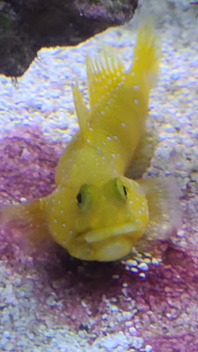 Pet Store «Fish Bowl Aquarium & Pet Mart», reviews and photos, 425 Pleasant St # 21, Fall River, MA 02721, USA