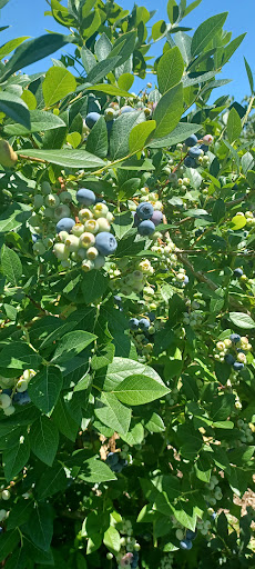 Produce Market «Race Farm», reviews and photos, 87 Belcher Rd, Blairstown, NJ 07825, USA