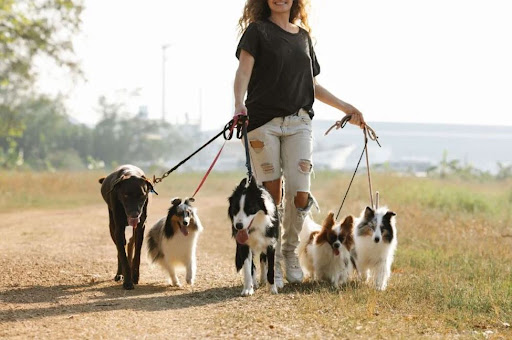 Dog walker Mississauga